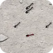 Squash These Ants 2